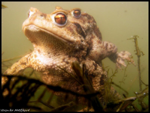 Frogs by Veronika Matějková 